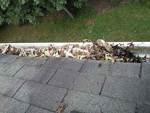 Leaf litter in a roof gutter