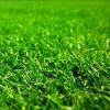 close up of grass - which could be Shademaster